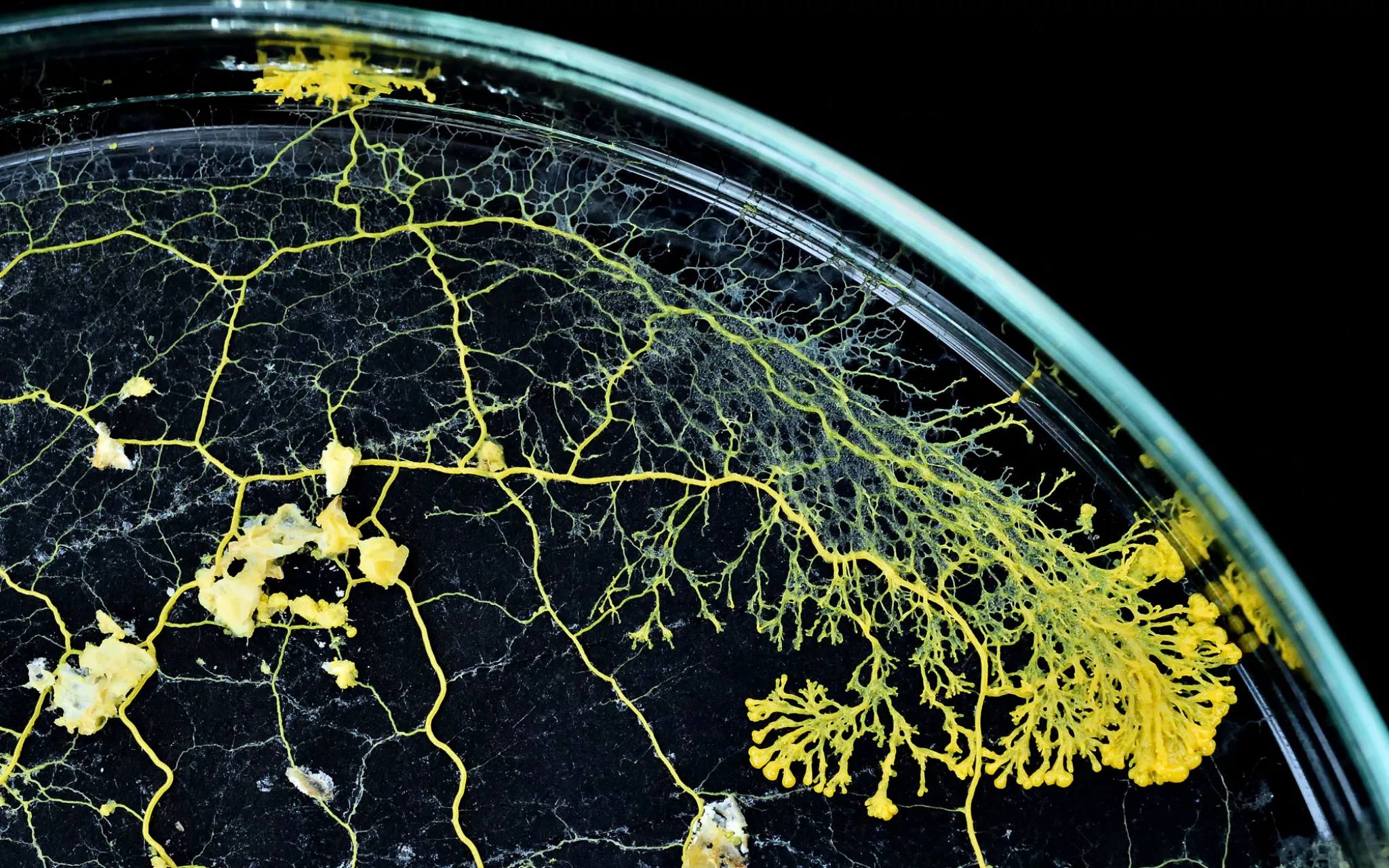 Physarum polycephalum en boîte de Petri, MNHN