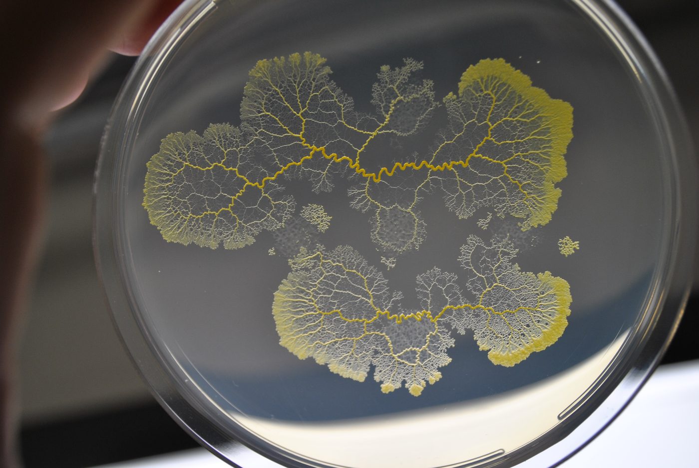 Physarum polycephalum sur substrat gélosé
