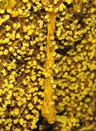 Physarum polycephalum — sporulation